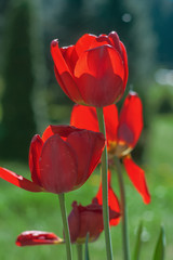 Fototapeta premium Bunter Sommer
