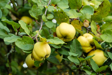 Reife Quitten am Baum