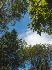 Céu e árvores minimalista 