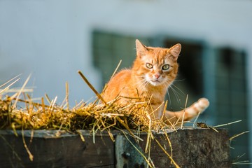 Orange striped cat with yellow eyes sitting on pile of straw on wooden carriage, on a bright sunny...