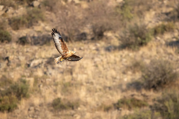 Kızıl şahin » Long-legged Buzzard » Buteo rufinus