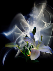 White lily flower colored by light on the multicolored  background, improvization by blue and white  light in black background