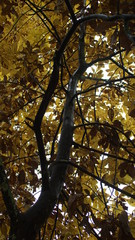 Yellow Autumn Tree 