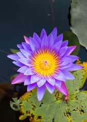 Lilac lotus in water in Bali Island