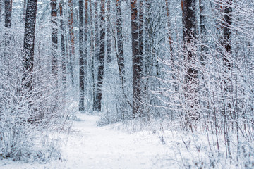 coniferous snowy frosty pine forest in winter
