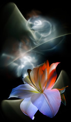 White lily flower colored by light on the multicolored  background, improvization by yellow and white  light in black background