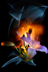 Fototapeta na wymiar White lily flower colored by light on the multicolored background, improvization by blue, orange and yellow light on the black background