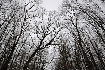 Tree tops without leaves against the gray sky background