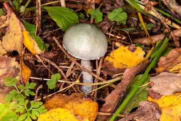 Stropharia bluish-green