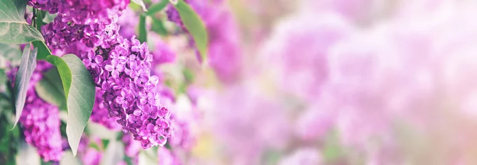 Foto op Canvas paarse lila struikbloesem met kopieerruimte © ronstik