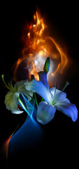 White lily flower and buds colored by light on the multicolored  background, improvization by red,...