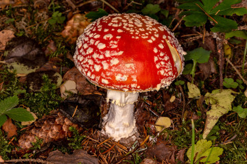 Amanita muscaria. Poisonous, inedible mushroom.