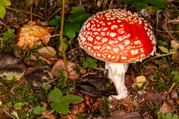 Amanita muscaria. Poisonous, inedible mushroom.