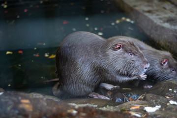 The usual large nutria is located near the water.