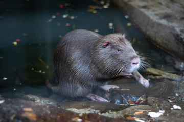 The usual large nutria is located near the water.