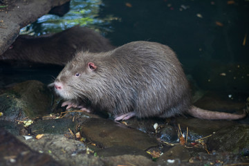 The usual large nutria is located near the water.