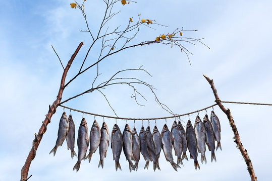 Fresh catch of fish is drying outdoor or Clipfish