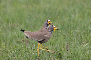Wattled lapwing