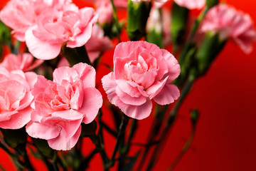 bouquet of pink carnations flowers