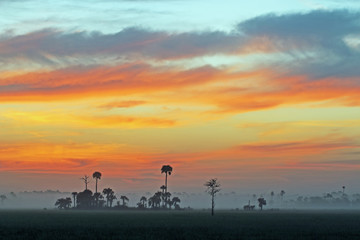 Naklejka premium Big Cypress National Preserve, Florida at dawn