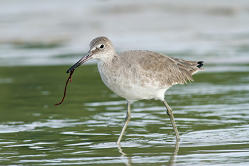 Willet with marine worm near Sanibel Island, Florida