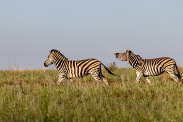 Two plains zebra running in African grassland