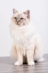 Fototapeta premium Portrait of beautiful sacred cat of burma