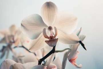 Foto auf Leinwand White orchid flowers. Close-up © vveronka
