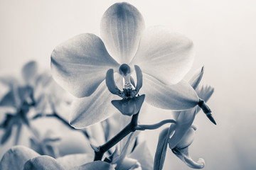 Beautiful white orchid with petals