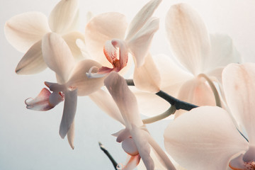 Fototapety  Białe kwiaty orchidei. Zbliżenie