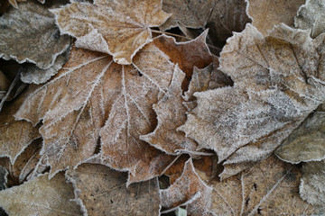 leaves covered with hoarfrost
