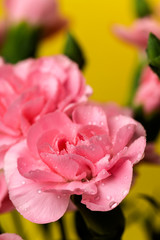 Fototapeta na wymiar bouquet of pink carnations flowers