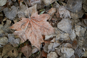 leaves covered with hoarfrost