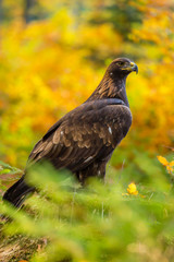 Fototapeta premium Steinadler sitzend vor Herbstwaldhintergrund