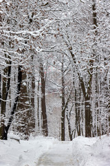 Fototapeta premium the road in the winter forest and trees in the snow on a cloudy day