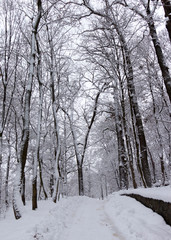 the road in the winter forest and trees in the snow on a cloudy day