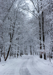 Fototapeta premium the road in the winter forest and trees in the snow on a cloudy day