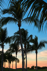 Palm trees illuminated by the setting sun near Punta de Mita, Bucerias, Mexico