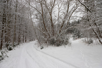 Road in the snowy forest in winter.