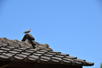 TRAVEL