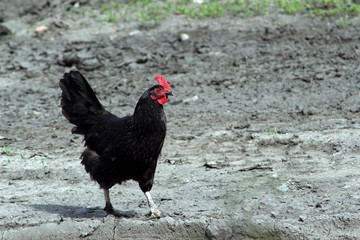 rooster on the road