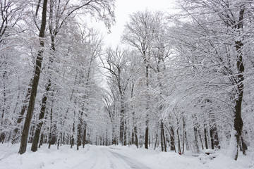 the road in the winter forest and trees in the snow on a cloudy day