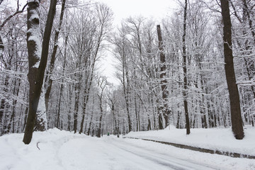 the road in the winter forest and trees in the snow on a cloudy day