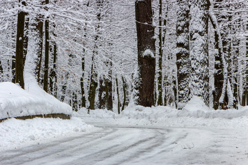 Fototapeta premium the road in the winter forest and trees in the snow on a cloudy day