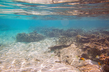 Snorkeling. Colorful view of underwater world. Dead coral reefs, sea grass , white sand and turquoise water. Indian Ocean, Maldives. Beautiful backgrounds.