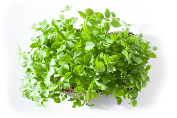 broccoli microgreen shoots isolated on white background
