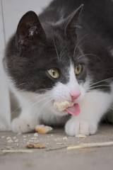 S&uuml;&szlig;es K&auml;tzchen mit gro&szlig;en Kulleraugen m&ouml;chte spielen und verw&ouml;hnt werden