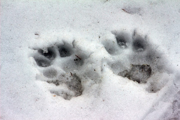 animal's footprint in the snow