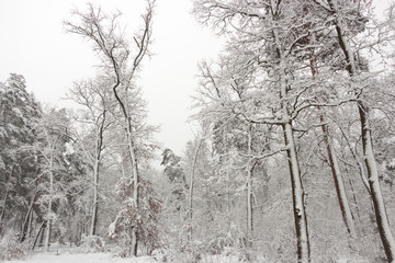 Concept winter beauty. Hardwood. With bare trees covered with snow.