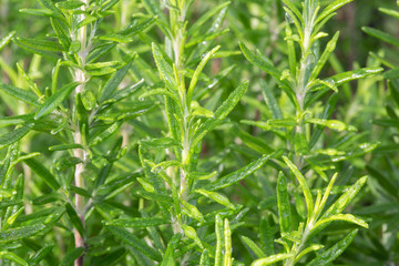 Fototapeta premium Fresh rosemary. Background of dew drops on rosemary herb. Wallpaper herb outdoor. Rosmarinus officinalis